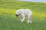 IRISH WOLFHOUND 013